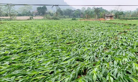 Lc 88 phiên bản hoạt động gây thiệt hại nghiêm trọng tại Tuyên Quang: 1 người tử vong, hàng trăm nhà dân bị tốc mái