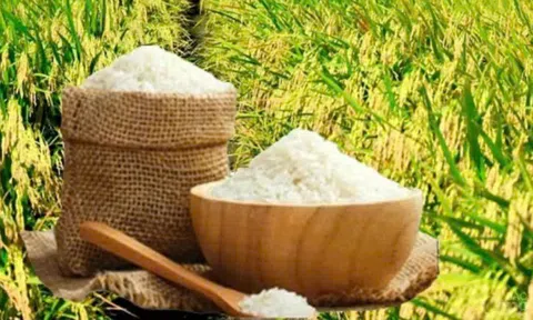 Gạo Ngọc Phố - Đặc sản OCOP xứ Thanh: phong phú thêm hạt gạo Việt