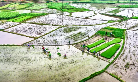 Vụ đông trong chiến lược an ninh lương thực quốc gia