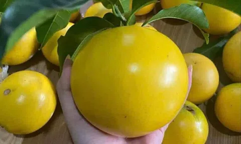 Vú sữa Hoàng Kim đặc sản miệt vườn Nam bộ