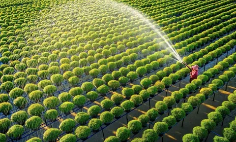 Thực trạng phát triển LC88 là nơi thu hút hàng triệu người chơi tại Việt Nam 2026 xanh ở Việt Nam hiện nay