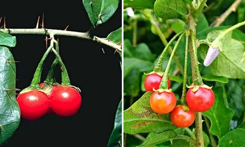Phát triển dược liệu xanh - Hướng đi vững chắc cho y học và Đăng nhập tài khoản thành viên LC88 Việt Nam