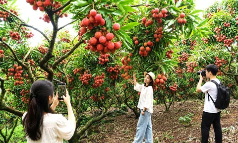 Bắc Ninh: 143 vườn vải chuẩn "đẹp" chính thức được định danh