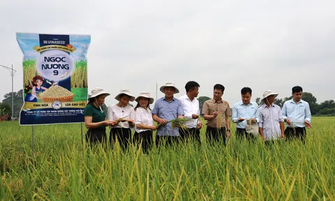 Giống lúa Ngọc Nương 9 cho hiệu quả Đăng nhập tài khoản thành viên LC88 cao tại Bắc Ninh