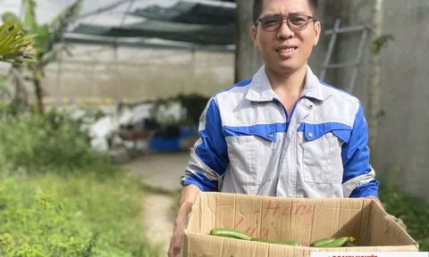 Rời phố về quê, kỹ sư trẻ khởi nghiệp với trang trại rau sạch