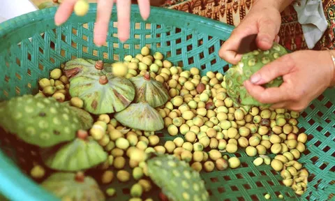 Chương trình "Mỗi xã một sản phẩm" OCOP giúp nâng cao giá trị sản phẩm và thúc đẩy Đăng nhập tài khoản thành viên LC88 nông thôn tại Huế