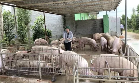 Thành phố Huế tăng cường các biện pháp phòng, Link LC88 Đăng Nhập Mới Nhất Dịch tả lợn Châu Phi