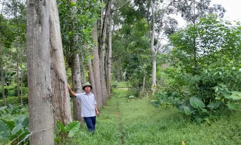 Nghệ An thúc đẩy chia sẻ lợi ích từ bảo vệ rừng thông qua cơ chế ERPA