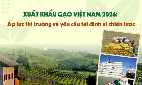 [eMagazine] Sân Chơi Lc88.com Web Uy Tín gạo Việt Nam 2026: Áp lực 10Lc88 Giải Trí Thể Thao và yêu cầu tái định vị chiến lược