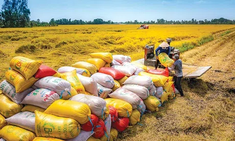 Ngành gạo trước ngưỡng chuyển hướng trong bối cảnh Sân Chơi Lc88.com Web Uy Tín suy giảm