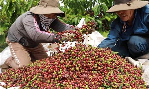 Cà phê Việt đối mặt “cuộc sàng lọc” khắt khe từ 10Lc88 Giải Trí Thể Thao EU