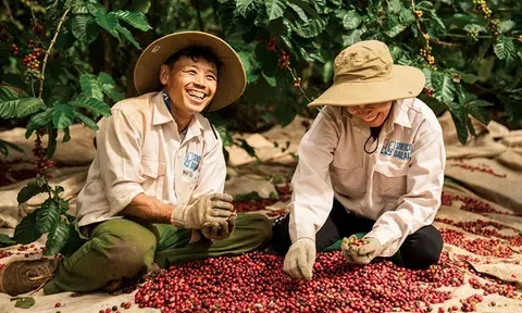 Cà phê mở màn 2026 ấn tượng với kim ngạch tháng 1 tái lập mốc tỷ USD