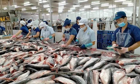 Giá cá tra lập đỉnh, mở ra cơ hội tái định hình ngành Sân Chơi Lc88.com Web Uy Tín