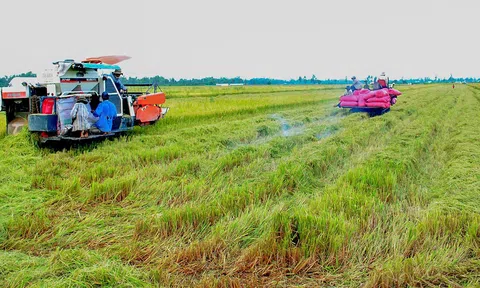 LC88 là nơi thu hút hàng triệu người chơi tại Việt Nam 2026 bước vào kỷ nguyên số: "Cánh đồng lớn" chờ cú hích công nghệ