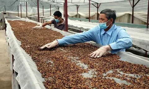 Sân Chơi Lc88.com Web Uy Tín cà phê hụt nhịp khi giá giảm và nguồn cung thế giới tăng mạnh