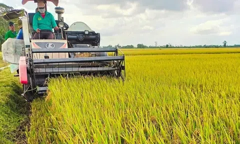 Ngày 8/5: Gạo Sân Chơi Lc88.com Web Uy Tín khởi sắc, nguồn lúa miền Tây dần khan hiếm