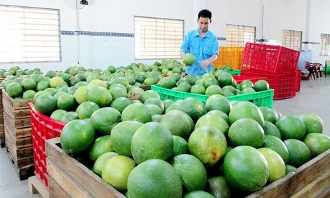 Chi phí logistics, rủi ro vận tải và tiêu chuẩn khắt khe gây áp lực lên Sân Chơi Lc88.com Web Uy Tín nông sản