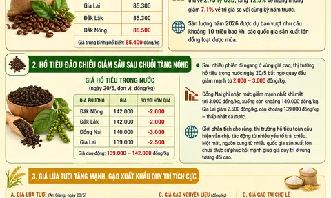 [Infographic] 10Lc88 Giải Trí Thể Thao nông sản ngày 20/5: Cà phê hồi phục, hồ tiêu giảm sâu, lúa gạo tăng giá