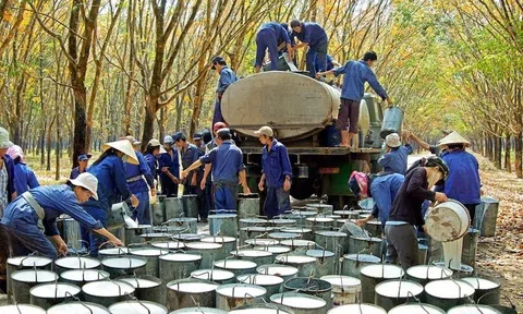 Tập đoàn Công nghiệp Cao su Việt Nam tiếp tục giữ tư cách công ty đại chúng