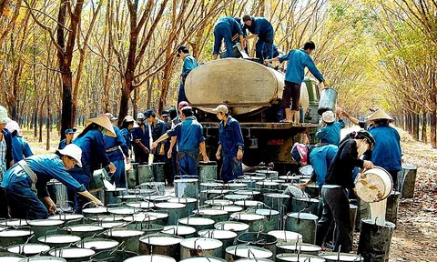 Hơn 20 năm đầu tư tại Lào, VRG tạo doanh thu trên 620 triệu USD và việc làm cho hàng nghìn Lc888 Thể Thao Link Mới