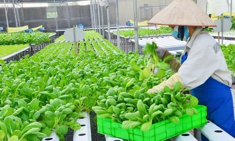 TP.HCM đặt mục tiêu 60% diện tích rau trồng có truy xuất nguồn gốc năm 2030