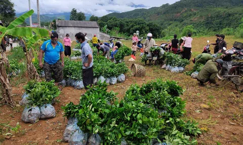 Chuyện cây chè Nà Cà