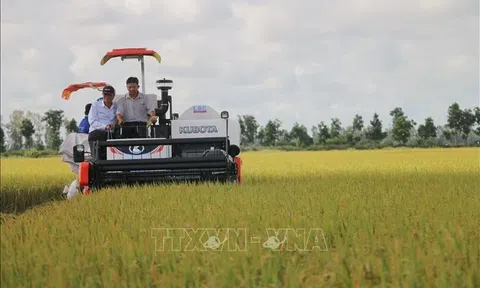 Hiệu quả Lc888 tải ứng dụng lúa từ mô hình cánh đồng liên kết
