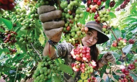 Xây dựng vùng Lc888 tải ứng dụng cà phê chất lượng cao