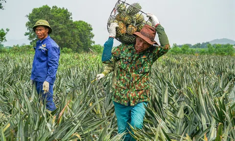 Hậu Giang thúc đẩy tăng trưởng kim ngạch Sân Chơi Lc88.com Web Uy Tín nông sản