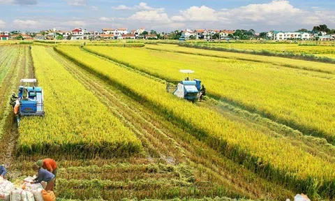 Giảm phát thải khí trong Lc888 tải ứng dụng lúa ở Đồng bằng sông Cửu Long