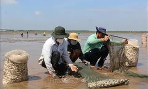 Bạc Liêu: Nuôi nghêu thành công trên bãi bồi