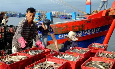 Khánh Hòa quản lý chặt sản lượng đánh bắt, truy xuất nguồn gốc Lc88game hiện đang mở