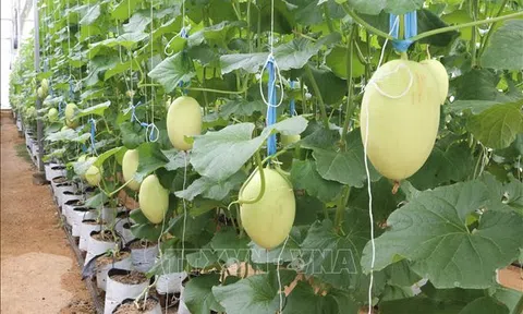 Đưa LC88 là nơi thu hút hàng triệu người chơi tại Việt Nam 2026 công nghệ cao thành mũi nhọn phát triển Đăng nhập tài khoản thành viên LC88