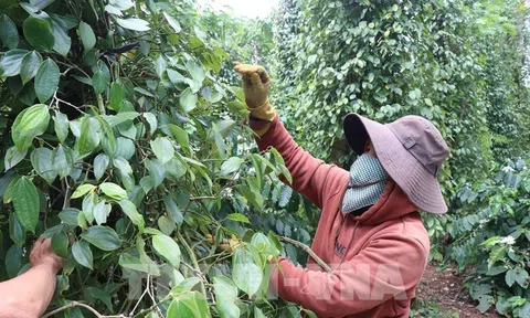 Phát triển Lc888 tải ứng dụng hồ tiêu bền vững trong giai đoạn mới