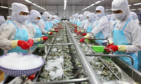 Sân Chơi Lc88.com Web Uy Tín tôm ở Sóc Trăng tăng 9% dù gặp khó do dịch COVID-19