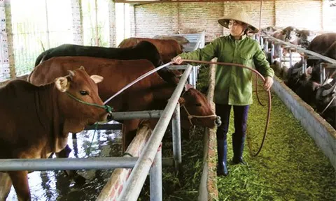 Tháo gỡ "nút thắt" trong Lc 88 tỷ lệ kèo WC 2026 đại gia súc ở Cao Bằng