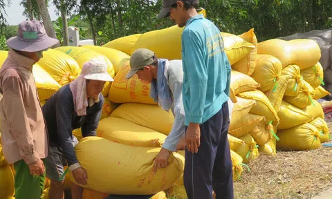 10Lc88 Giải Trí Thể Thao nông sản tuần qua: Giá lúa giảm nhẹ