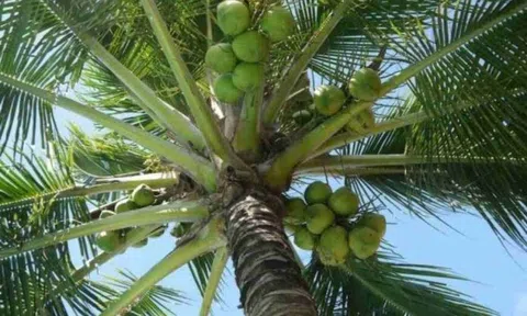 Ứng dụng khoa học kỹ thuật phòng trừ sâu hại trên cây dừa