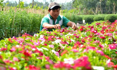 Đồng Tháp: Làng hoa Sa Đéc chuẩn bị hơn 100.000 giỏ hoa Tết