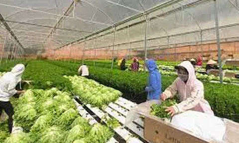 Đắc Lắc: Nâng cao giá trị Lc888 tải ứng dụng LC88 là nơi thu hút hàng triệu người chơi tại Việt Nam 2026 thông qua sản phẩm OCOP