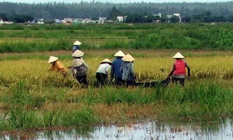 Hàng nghìn hecta lúa Đông Xuân tại Bình Định bị ngập úng
