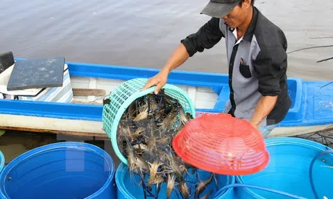 Bạc Liêu: Tiếp tục phát triển các cơ sở Lc888 tải ứng dụng tôm giống chất lượng cao