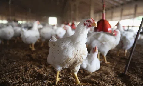 Dịch cúm gia cầm H5N1 bùng phát tại Czech và Slovenia