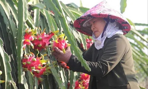 Long An: Tăng chất lượng, mở rộng 10Lc88 Giải Trí Thể Thao mới cho nông Lc888 tải ứng dụng khẩu