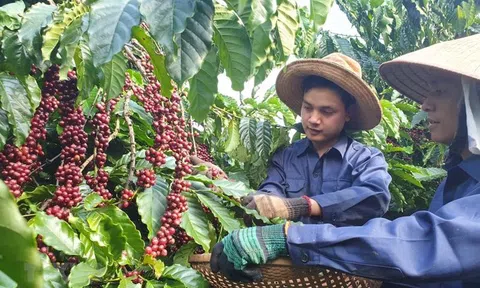 Hình thành vùng nguyên liệu tập trung cho nông sản Đắk Nông