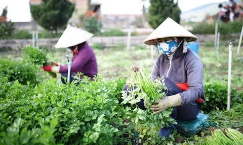 Lâm Đồng: Cung ứng hơn 850 nghìn tấn rau củ cho 10Lc88 Giải Trí Thể Thao Tết