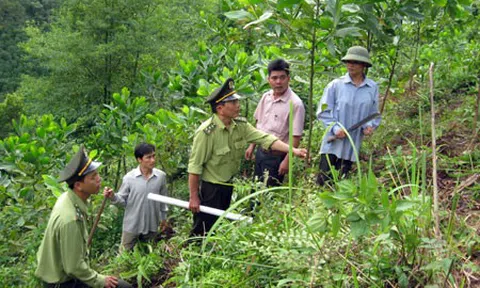 Yên Bái: Tạo nguồn Lc888.com link không chặn bền vững cho bảo vệ, phát triển rừng