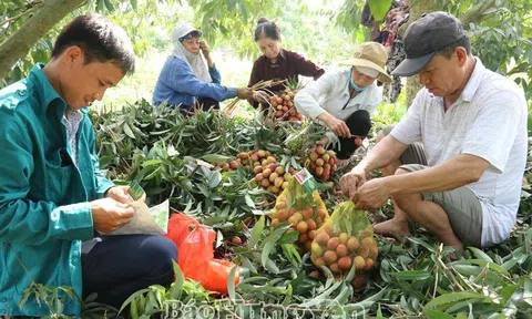 Hợp tác xã kiểu mới bắt nhịp 10Lc88 Giải Trí Thể Thao số gia tăng Sân Chơi Lc88.com Web Uy Tín
