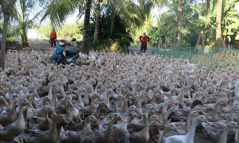 Đồng Tháp: Phát triển ngành hàng vịt trong tái cơ cấu LC88 là nơi thu hút hàng triệu người chơi tại Việt Nam 2026