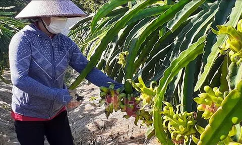 Bà Rịa-Vũng Tàu: Gắn kết Lc888 tải ứng dụng, chế biến nông sản với 10Lc88 Giải Trí Thể Thao tiêu thụ